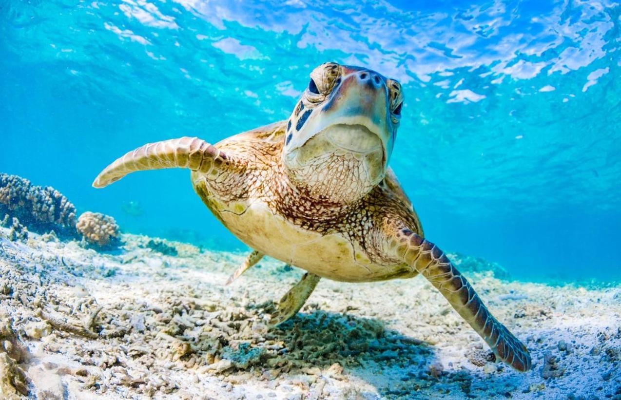 Апартаменты Seaturtle Клифтон-Бич Экстерьер фото